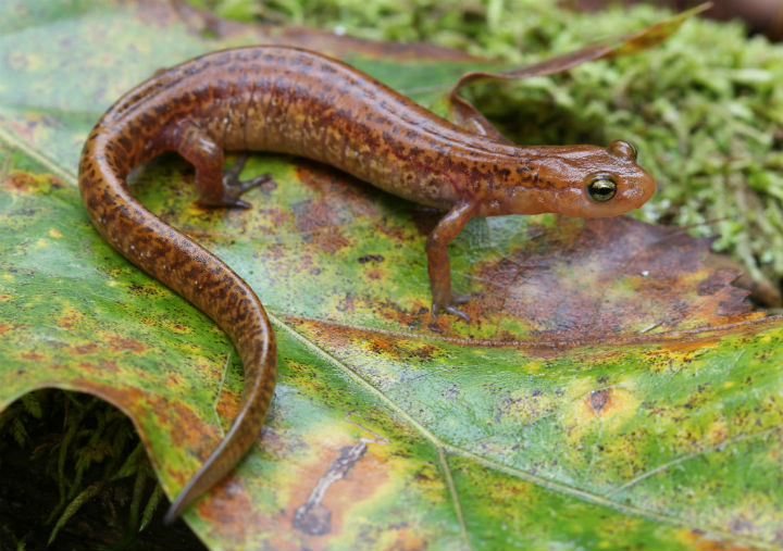 Long-tailed Salamander